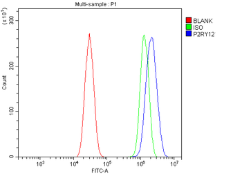P2Y12/P2ry12 Rabbit Polyclonal Antibody