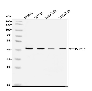 P2Y12/P2ry12 Rabbit Polyclonal Antibody