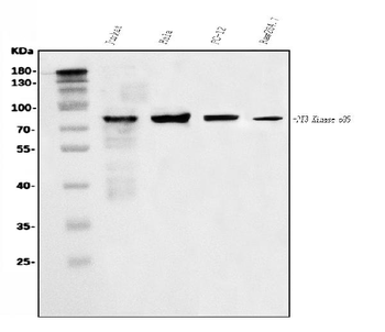 PI 3 Kinase p85 alpha/PIK3R1 Antibody