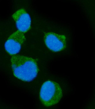 Epac1/RAPGEF3 Rabbit Polyclonal Antibody
