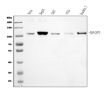 Epac1/RAPGEF3 Rabbit Polyclonal Antibody