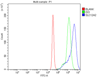 NKCC1/SLC12A2 Rabbit Polyclonal Antibody