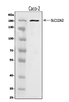 NKCC1/SLC12A2 Rabbit Polyclonal Antibody