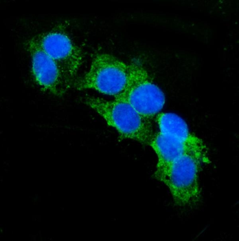 CD13/ANPEP Antibody (monoclonal, 9G5)