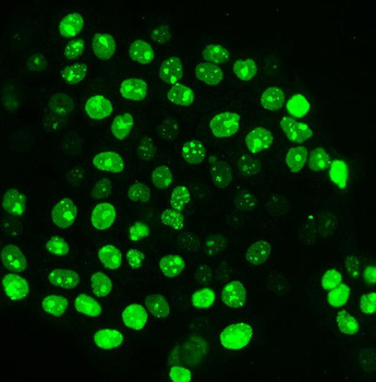 Ki67 Antibody (monoclonal, 5C7)
