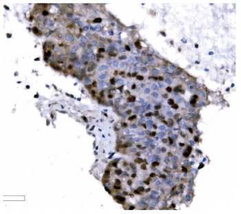 Ki67 Antibody (monoclonal, 5C7)