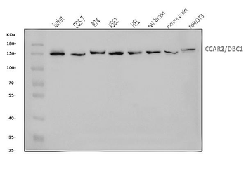 DBC-1/CCAR2 Antibody