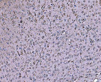 DLAT Antibody