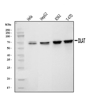 DLAT Antibody