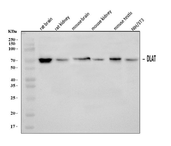 DLAT Antibody