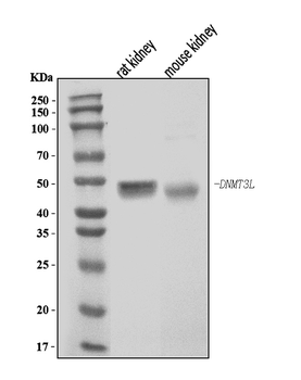 Dnmt3l Rabbit Polyclonal Antibody