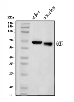 GCKR Rabbit Polyclonal Antibody
