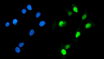 Geminin/GMNN Antibody