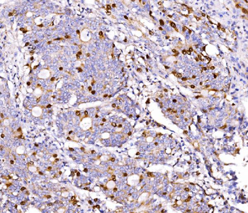 Geminin/GMNN Antibody