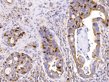 Geminin/GMNN Antibody