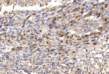 Geminin/GMNN Antibody