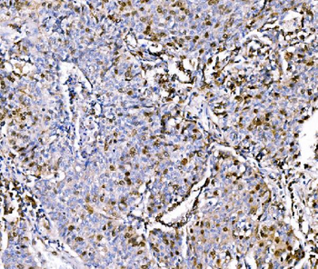 Geminin/GMNN Antibody