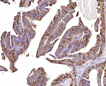 Geminin/GMNN Antibody