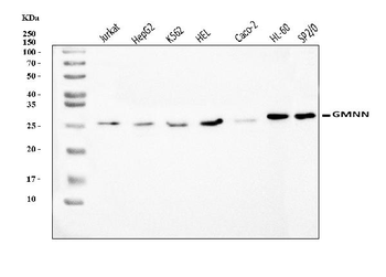 Geminin/GMNN Antibody