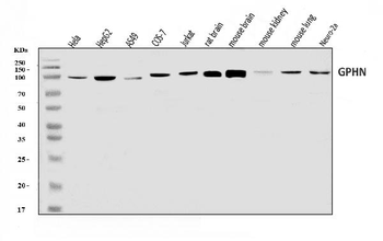 Gephyrin/GPHN Antibody