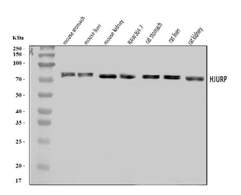 Hjurp Rabbit Polyclonal Antibody