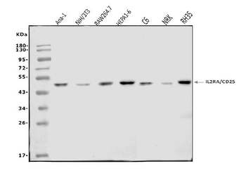 IL-2 Receptor alpha/Il2ra Antibody