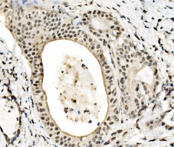 JUNB Antibody