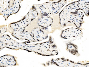JUNB Antibody