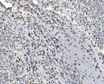 JUNB Antibody