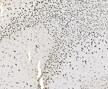JUNB Antibody