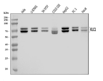 KLC1 Antibody