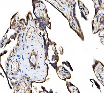 FAM129B/NIBAN2 Rabbit Polyclonal Antibody