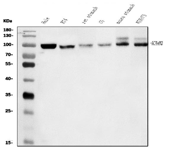 FAM129B/NIBAN2 Rabbit Polyclonal Antibody