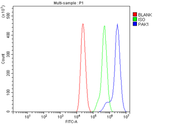 PAK1 Antibody