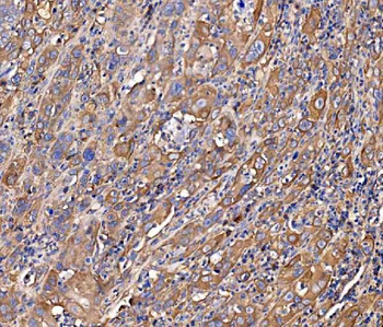 SCRN1 Antibody