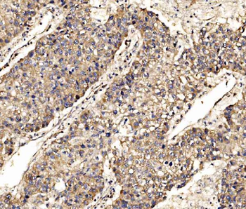 SCRN1 Antibody