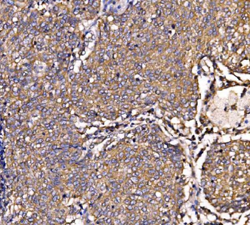 SCRN1 Antibody