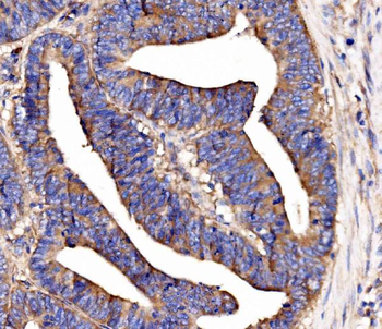 SCRN1 Antibody