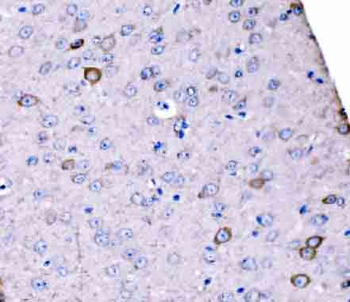 SCRN1 Antibody