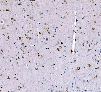 SCRN1 Antibody