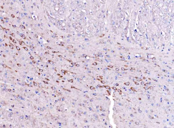 SCRN1 Antibody
