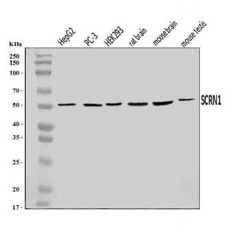 SCRN1 Antibody