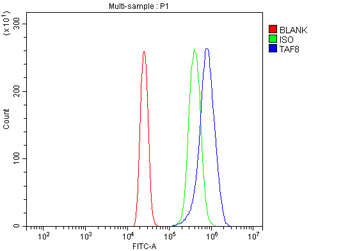 TAF8/TBN Antibody
