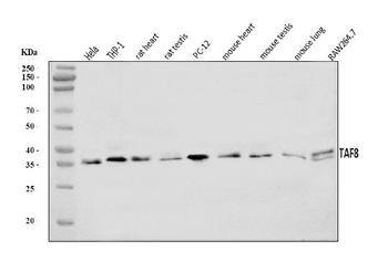 TAF8/TBN Antibody