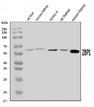 DAI/Zbp1 Rabbit Polyclonal Antibody