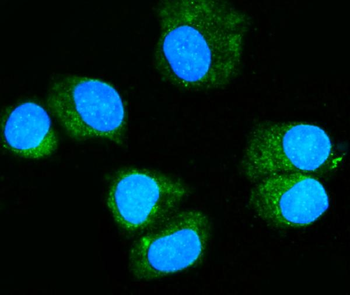 Rab11A Antibody (monoclonal, 4H9)