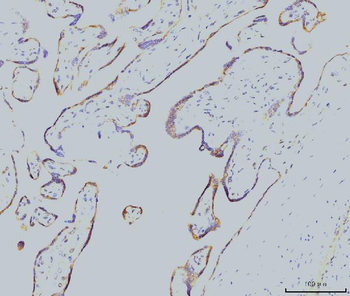 Rab11A Antibody (monoclonal, 4H9)