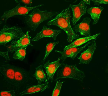 Cyclophilin E/PPIE Antibody (monoclonal, 4I9)
