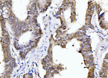Cyclophilin E/PPIE Antibody (monoclonal, 4I9)