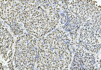 Cyclophilin E/PPIE Antibody (monoclonal, 4I9)